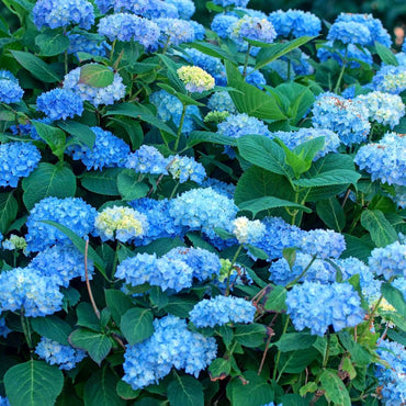 Hydrangea - Blauw - Set van 6 - Hortensia