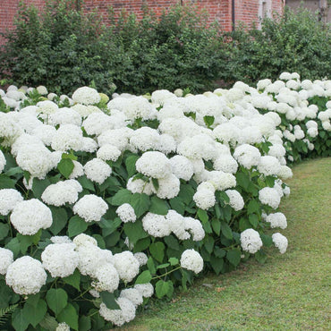 Hydrangea - Wit - Set van 3 - Hortensia