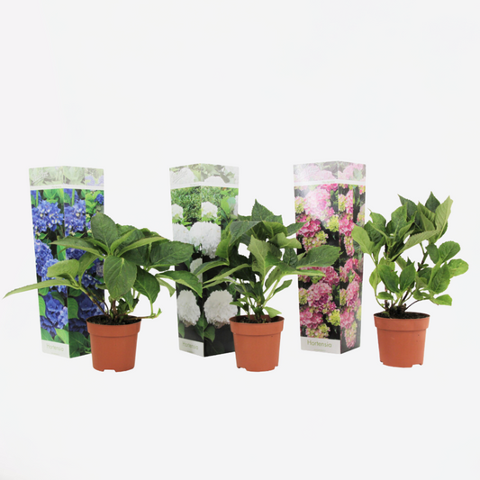 Hydrangea - Mix van 3 - Hortensia