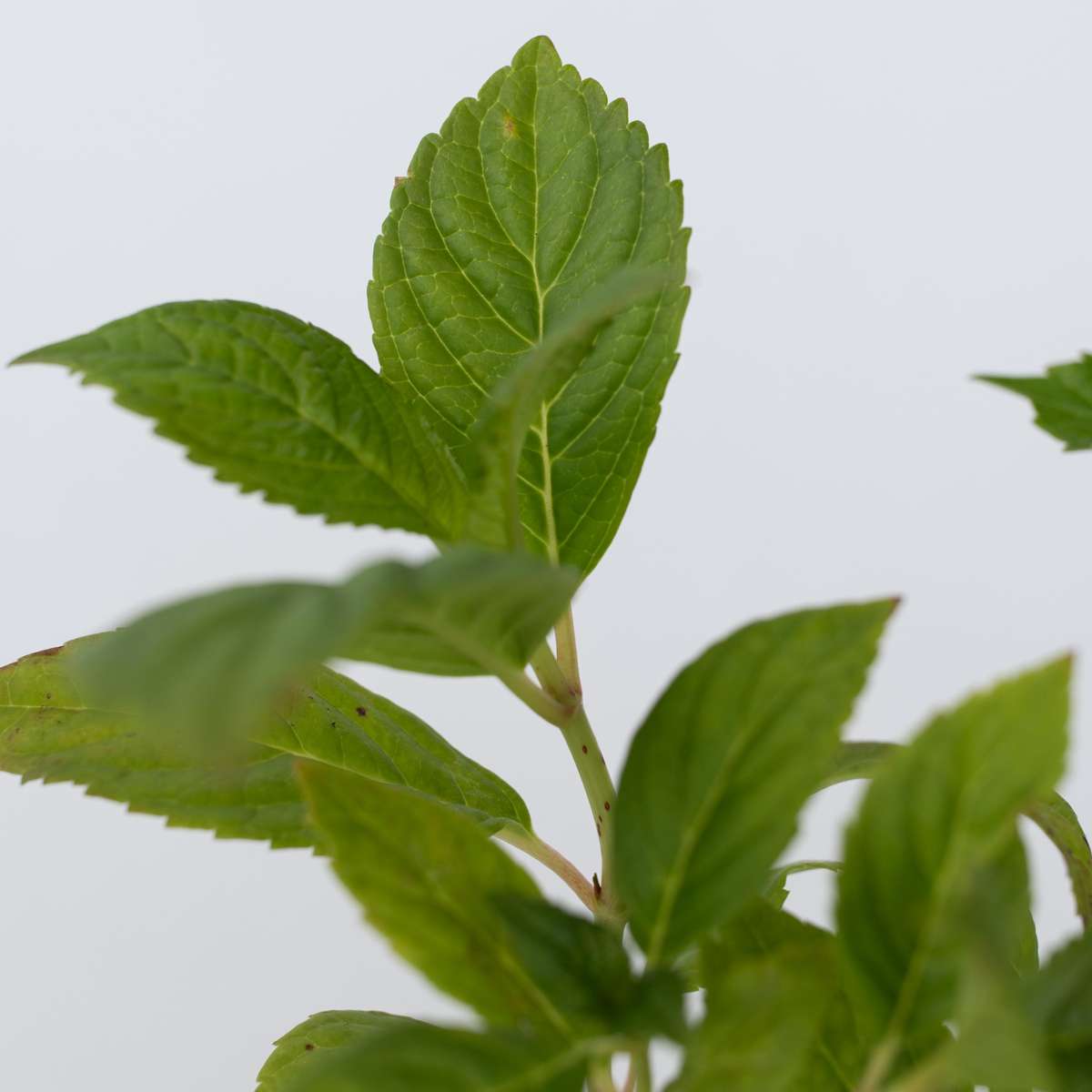 Hydrangea - Roze - Set van 6 - Hortensia