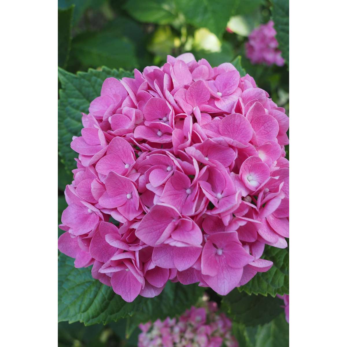 Hydrangea - Roze - Set van 6 - Hortensia