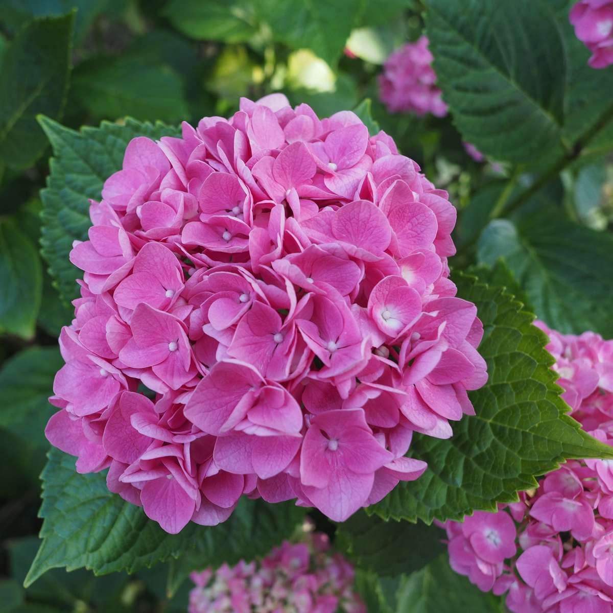 Hydrangea - Roze - Set van 3 - Hortensia