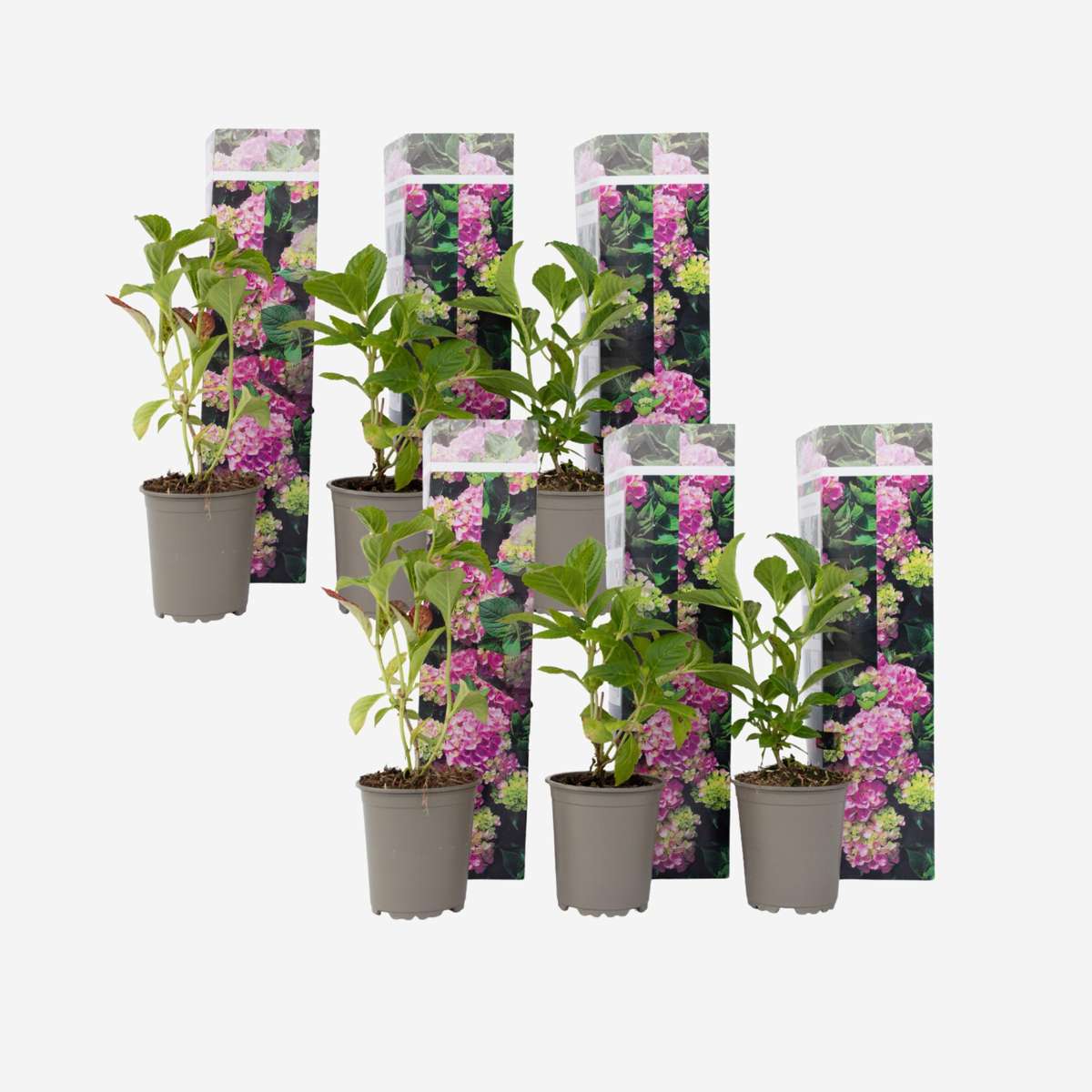 Hydrangea - Roze - Set van 6 - Hortensia