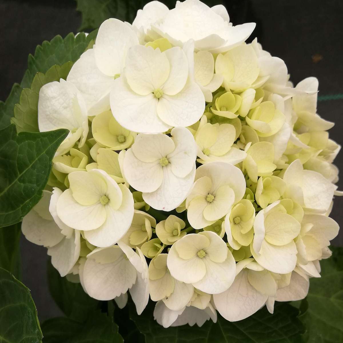 Hortensia 'Teller' - Set van 3 - Wit - Hydrangea