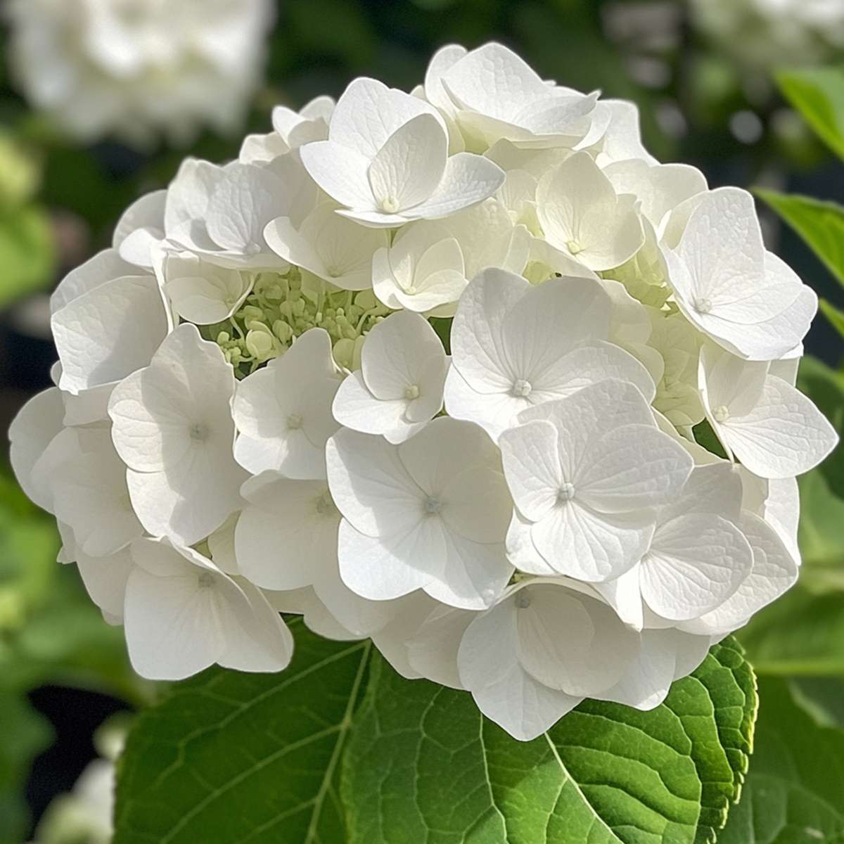 Hortensia 'Teller' - Set van 3 - Wit - Hydrangea