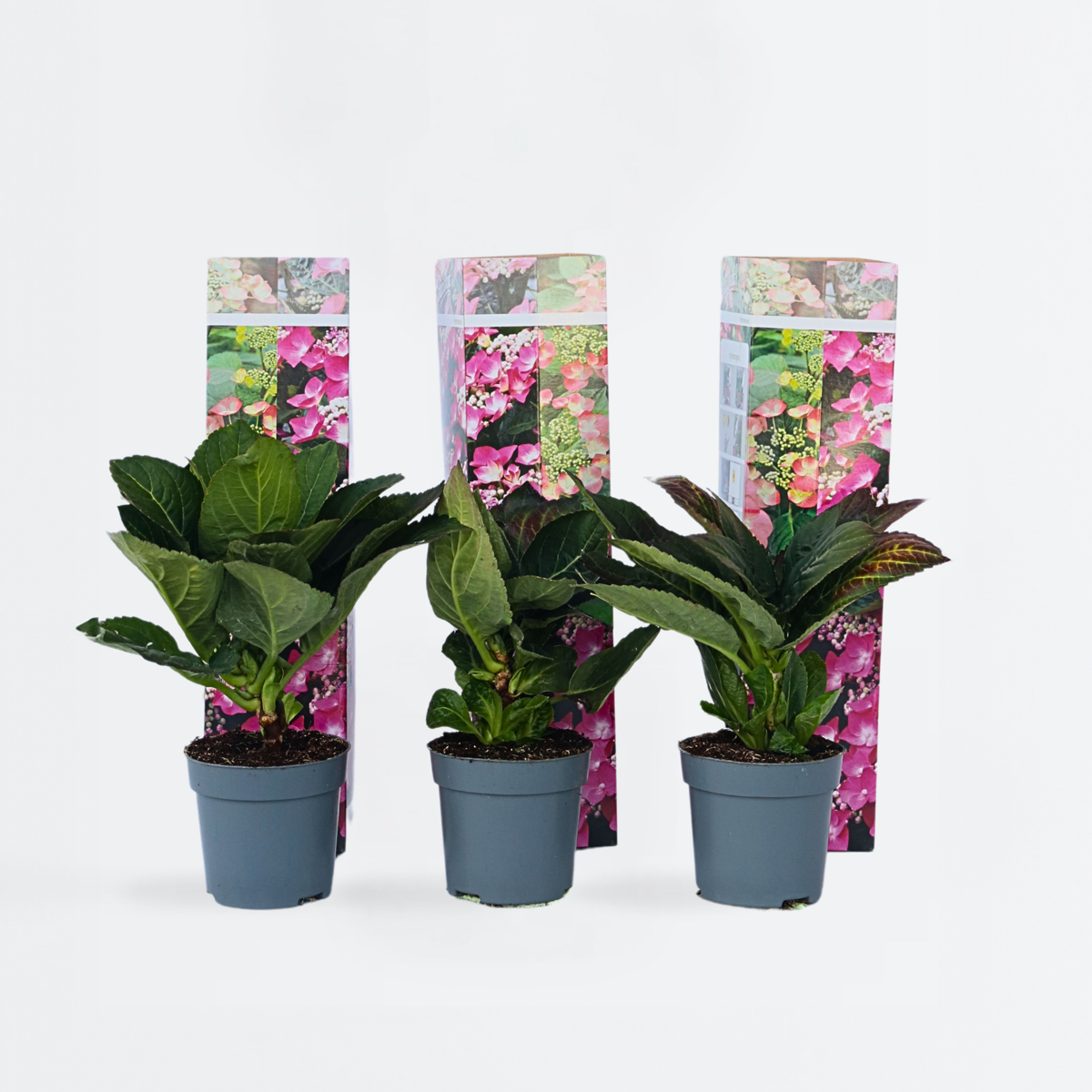 Hydrangea 'Teller' - Set van 6 - Roze - Hortensia