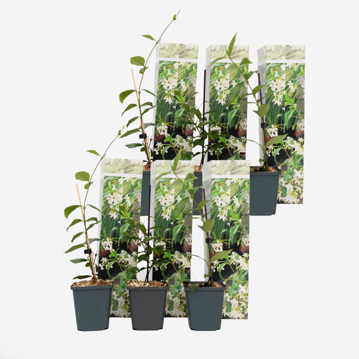 Toscaanse Jasmijn - Set van 6 - Wit