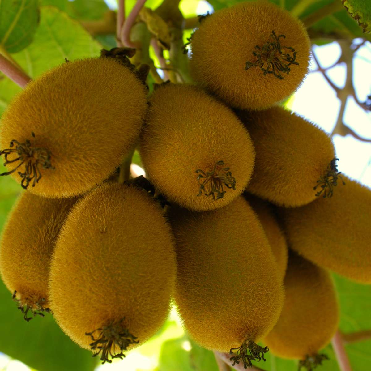 Kiwi Actinidia 'Jenny' - Set van 6 - Kiwiplanten