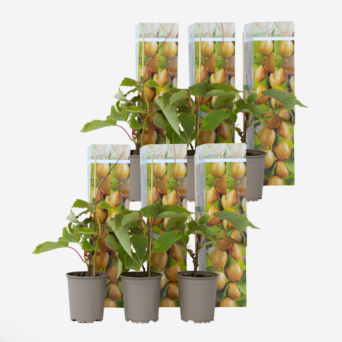 Kiwi Actinidia 'Jenny' - Set van 6 - Kiwiplanten