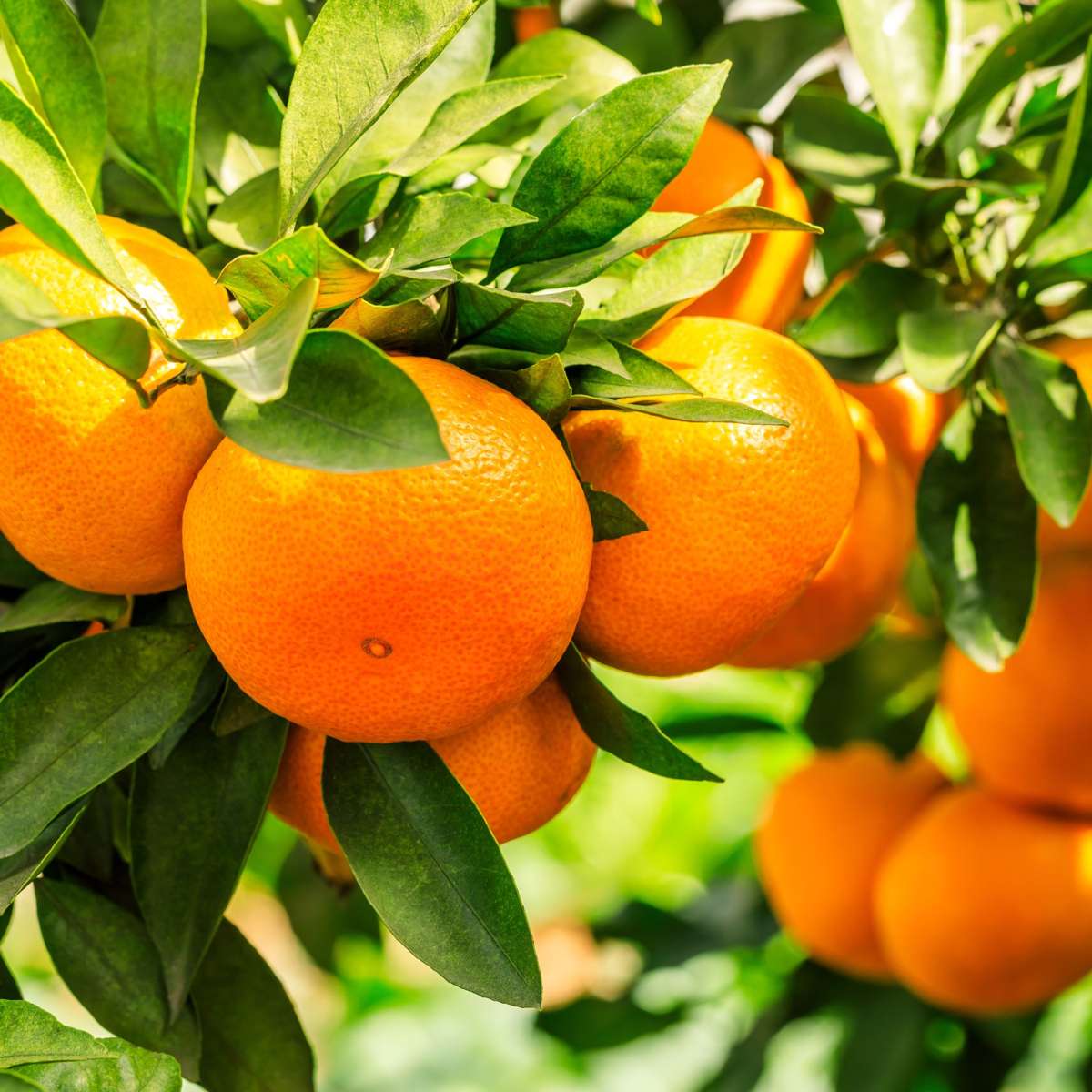 Mediterrane Fruitbomen - Set van 8