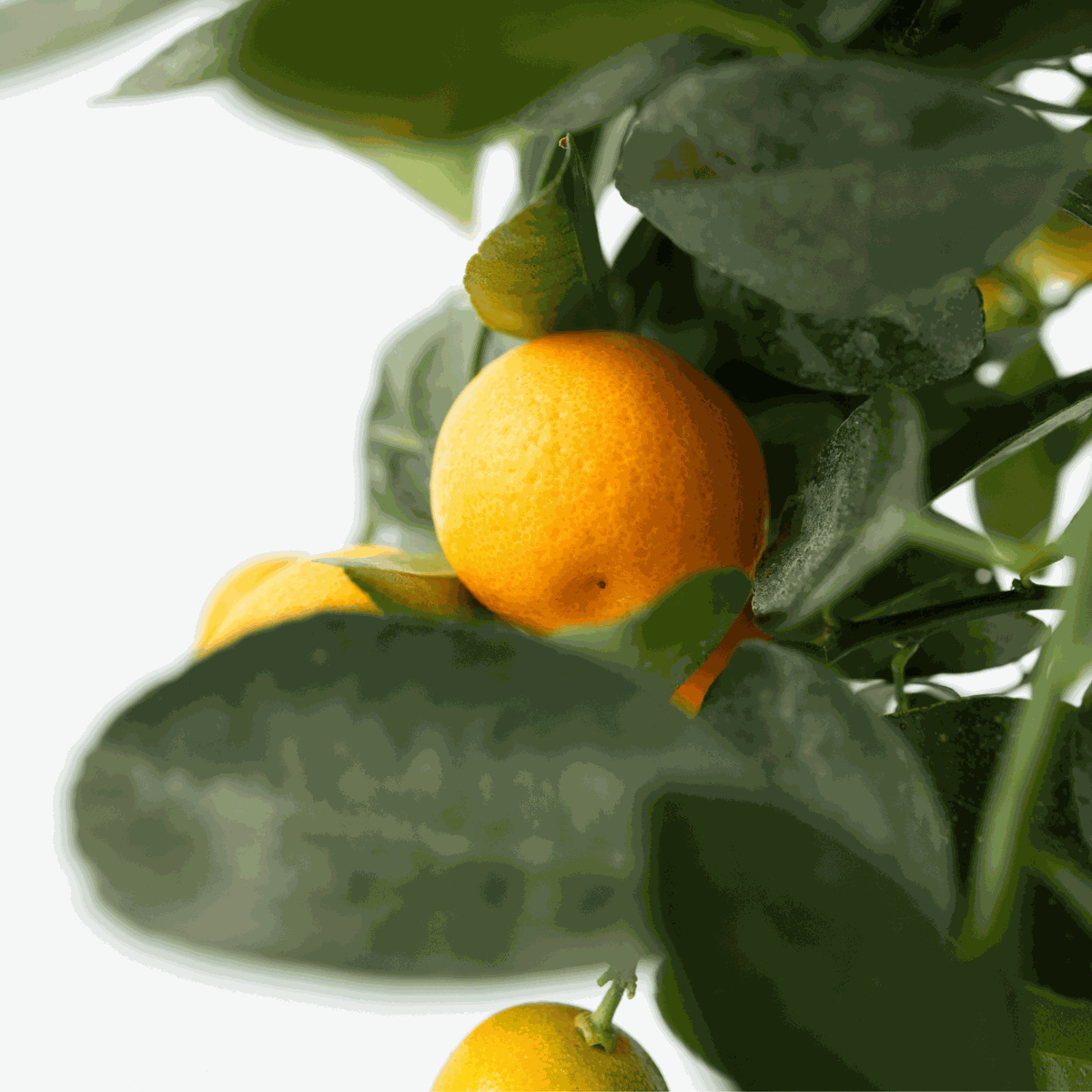 Citrus mitis - 3 stuks - Sinaasappelboom met plantenvoeding