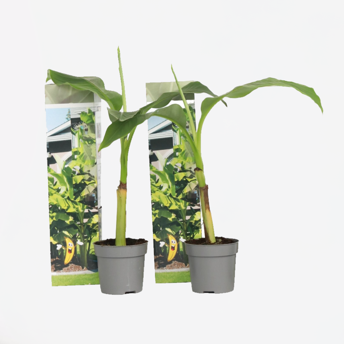 Musa Basjoo - Set van 2 - Bananenplant