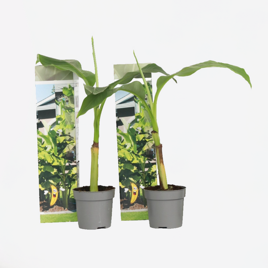 Musa Basjoo - Set van 2 - Bananenplant