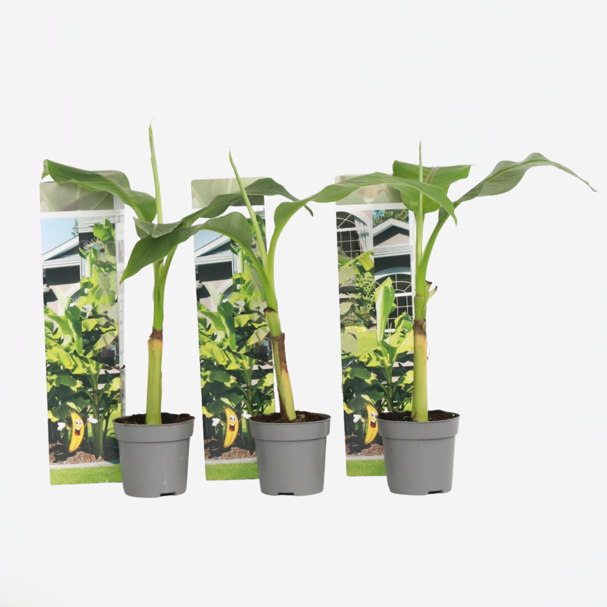 Musa Basjoo - Set van 3 - Bananenplant
