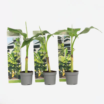 Musa Basjoo - Set van 3 - Bananenplant