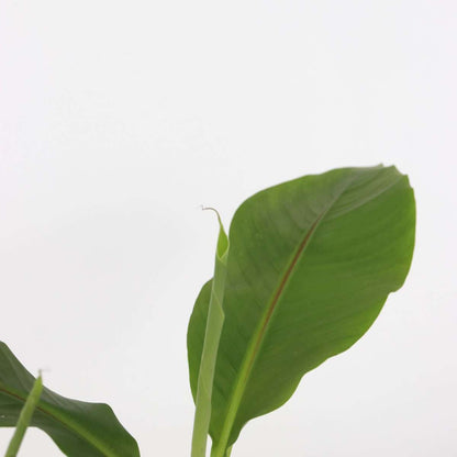 Musa Basjoo - Set van 4 - Bananenplant