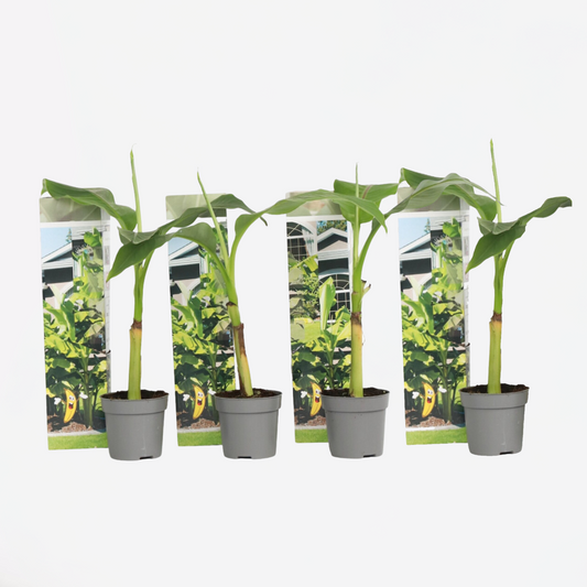 Musa Basjoo - Set van 4 - Bananenplant