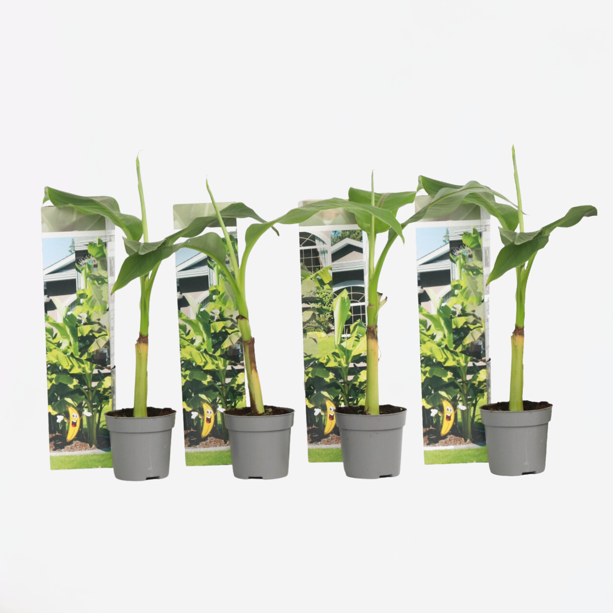 Musa Basjoo - Set van 4 - Bananenplant