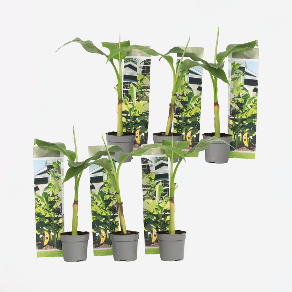 Musa Basjoo - Set van 6 - Bananenplant