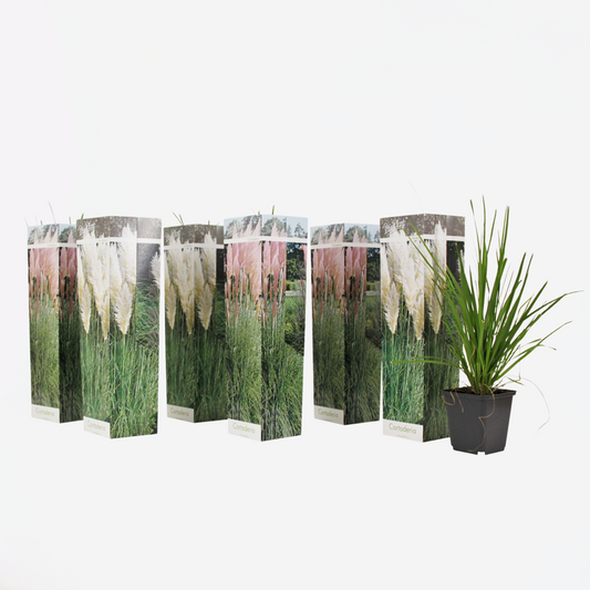 Cortaderia selloana - Mix van 6 - Pampasgras - Wit, Roze