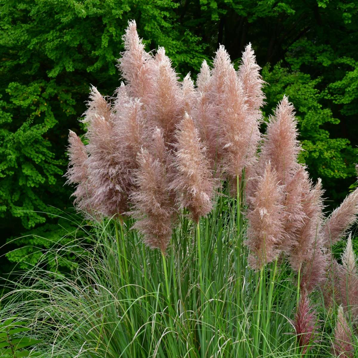 Cortaderia selloana - Set van 3 - Pampasgras - Roze
