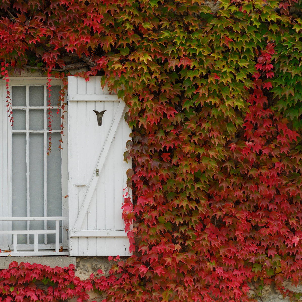 Parthenocissus 'Wilde Wingerd' - Set van 6