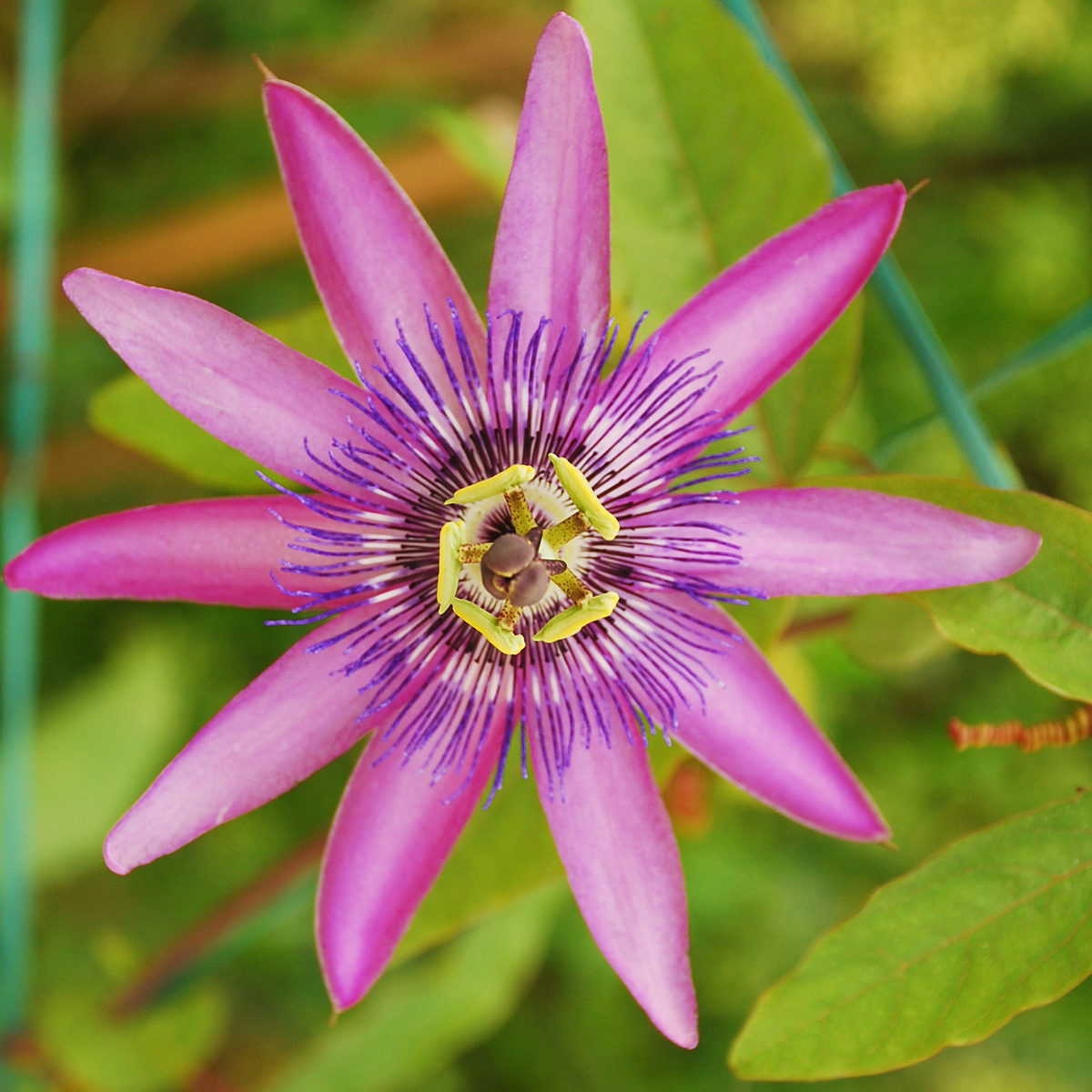 Passiflora - Mix van 6 - Passiebloem