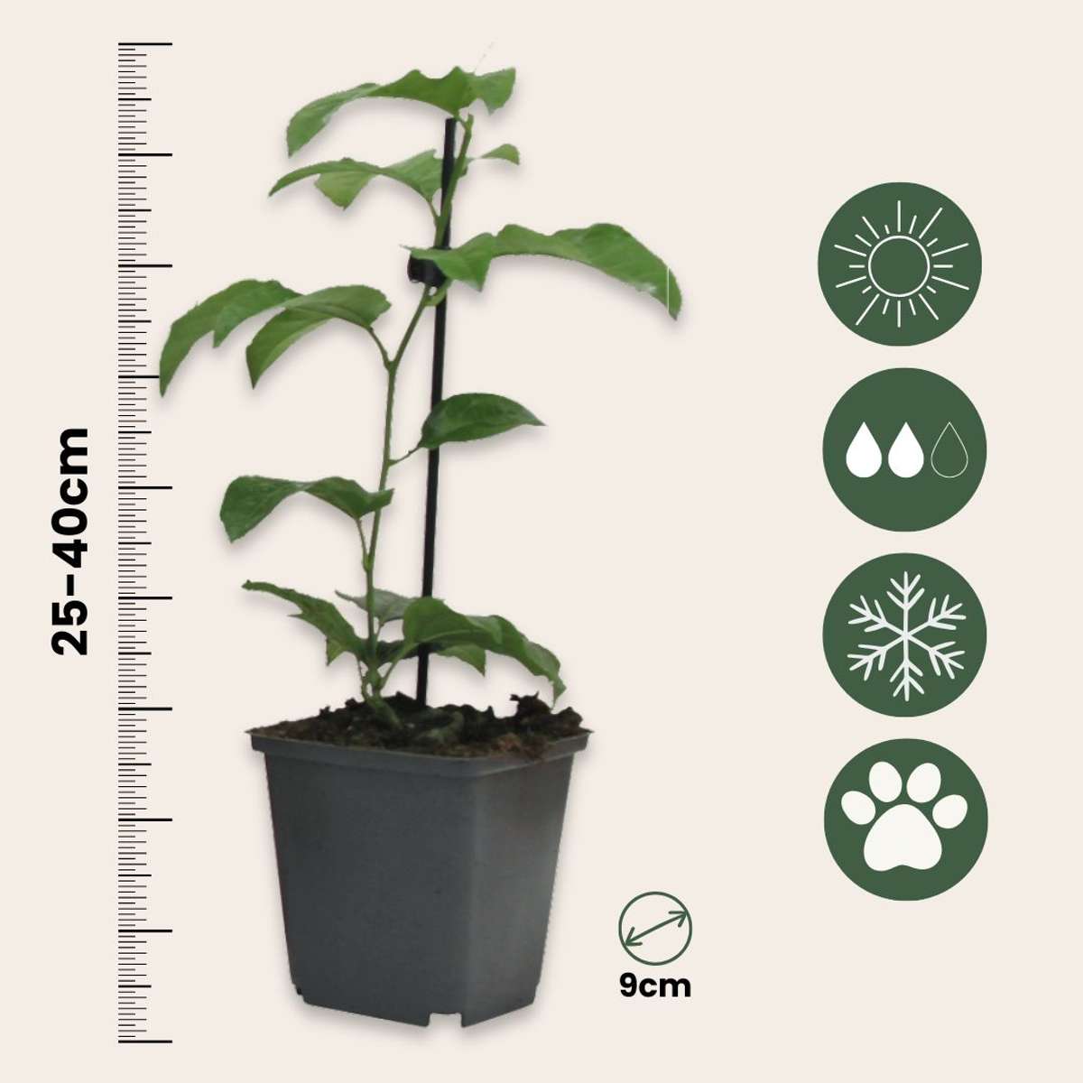 Passiflora Edulis klimplant - Set van 3 - Passiebloem