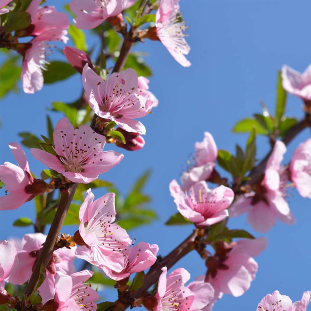 Prunus Bonanza en Saturne - 2 Stuks - Dwergperzik