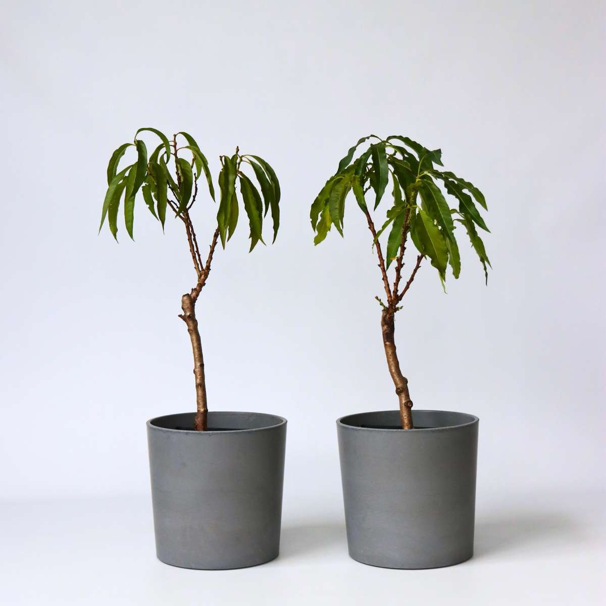 Prunus Bonanza en Saturne - 2 Stuks - Dwergperzik