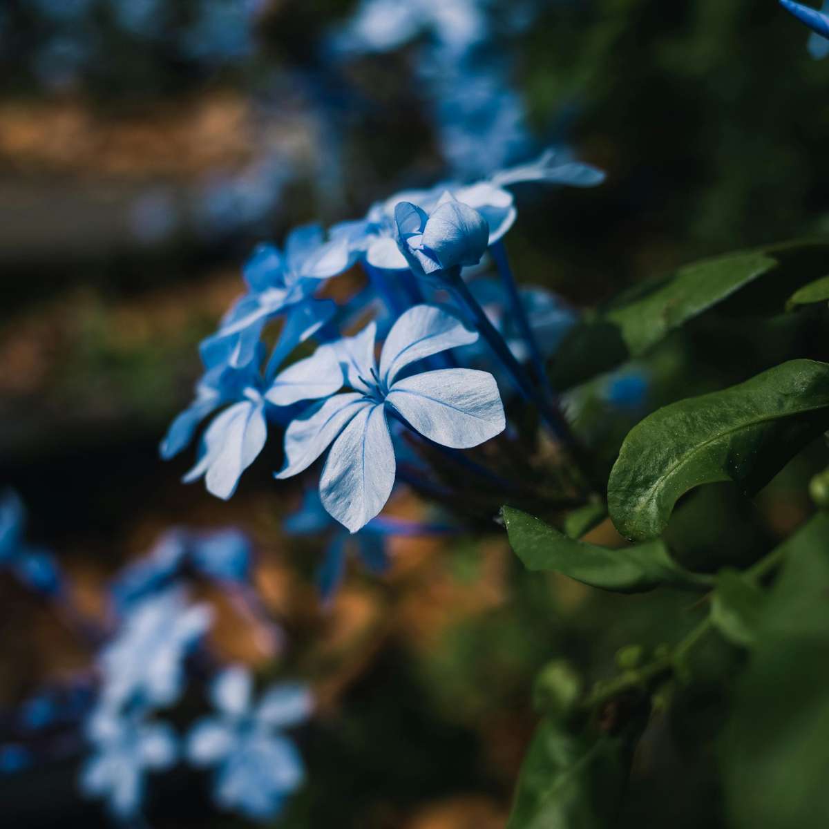 Plumbago auriculata 'mannentrouw' - Set van 3
