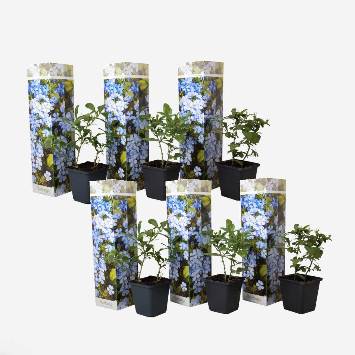 Plumbago auriculata 'Mannentrouw' - Set van 6