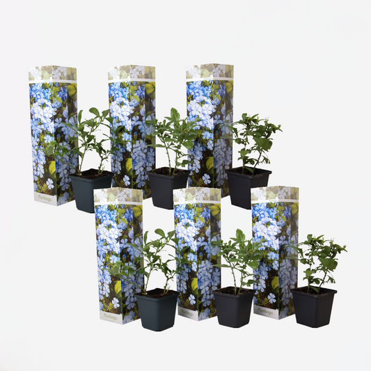 Plumbago auriculata 'Mannentrouw' - Set van 6