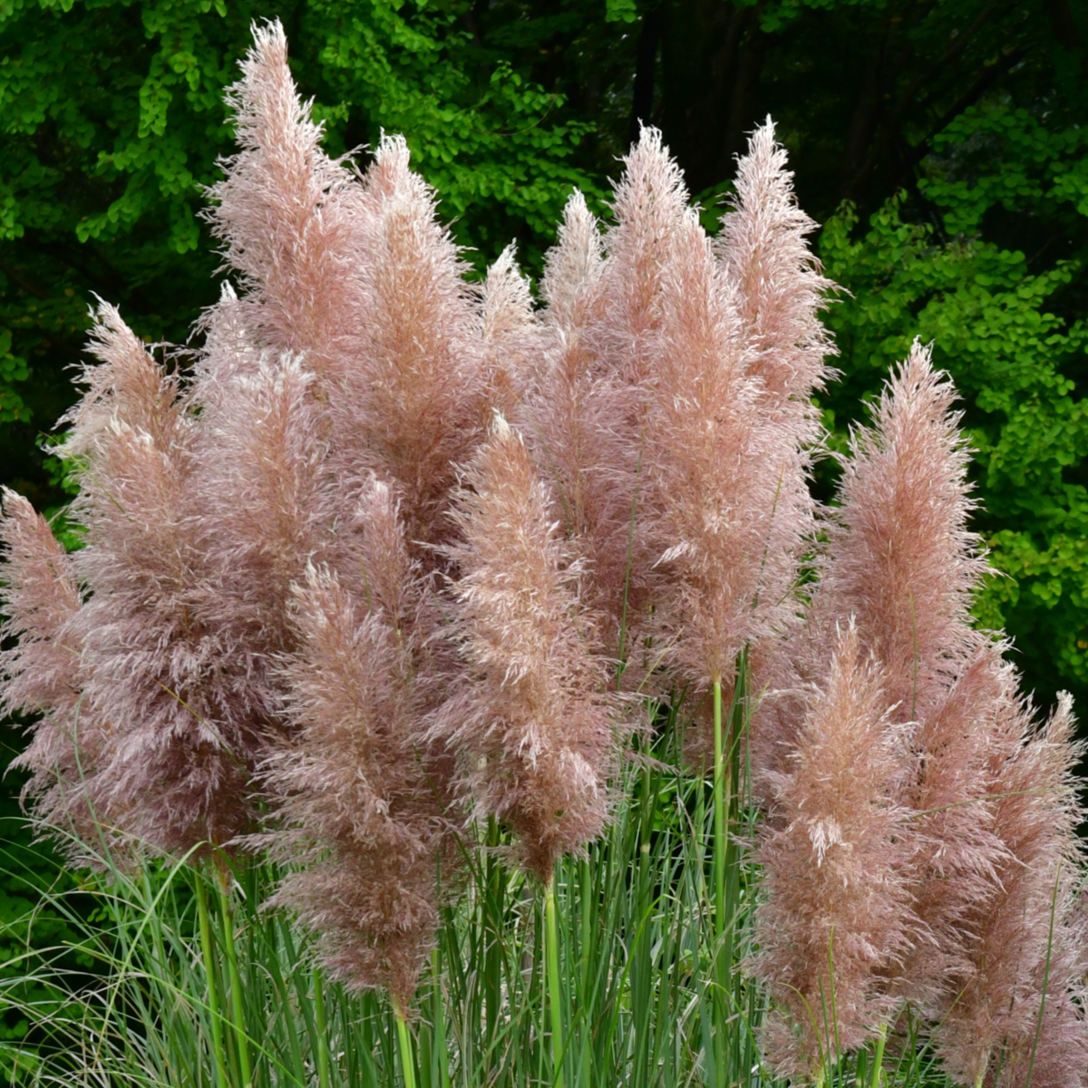 Cortaderia selloana - Mix van 6 - Pampasgras - Wit, Roze