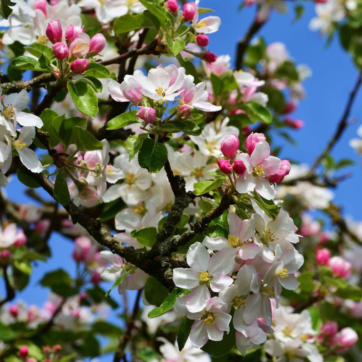 Appelboom 'Trio' - Set van 2 - Malus