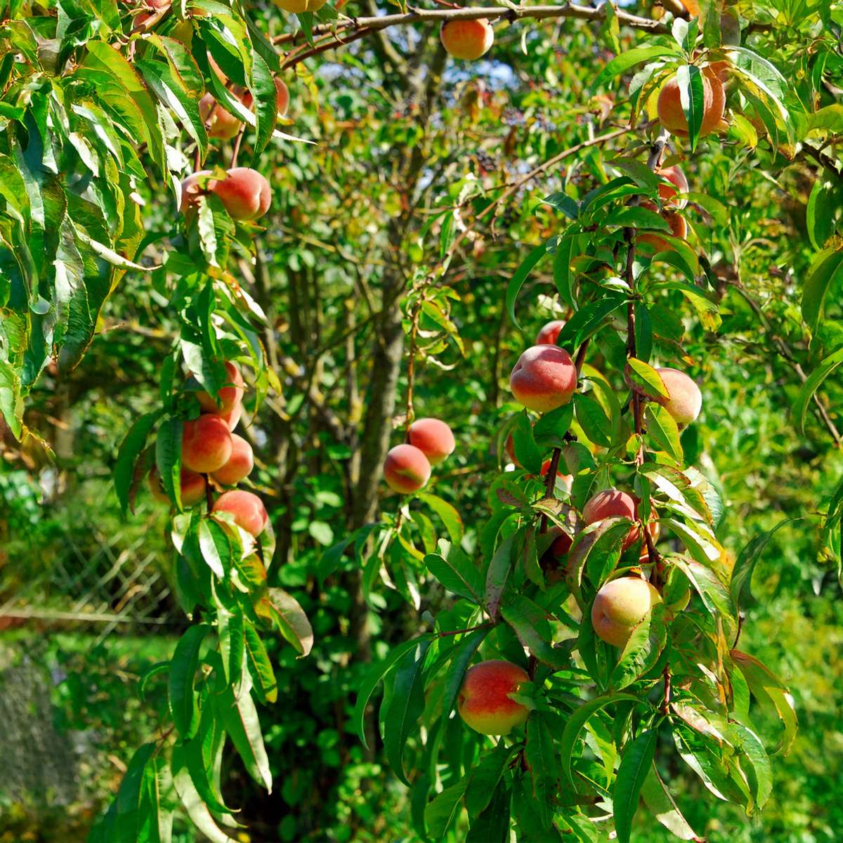 Prunus Persica 'Saturne' - Set van 2 - Perzikboom