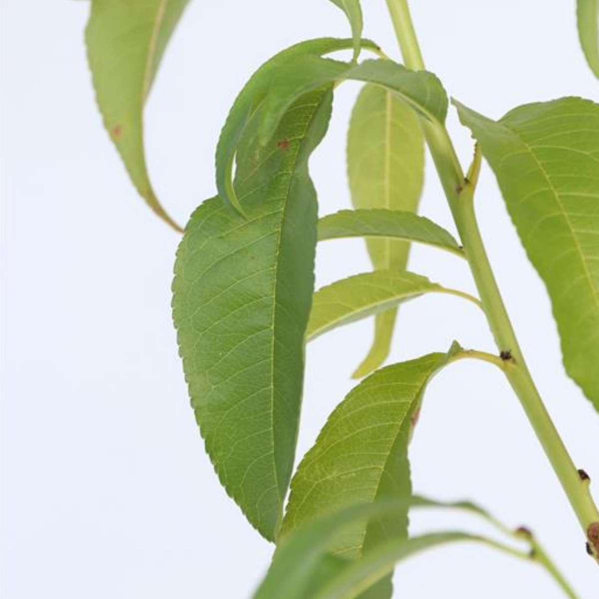 Prunus Persica 'Saturne' - Set van 2 - Perzikboom