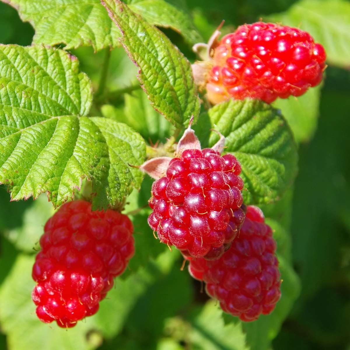 Rubus 'Tayberry' - Set van 3 - Braamboos