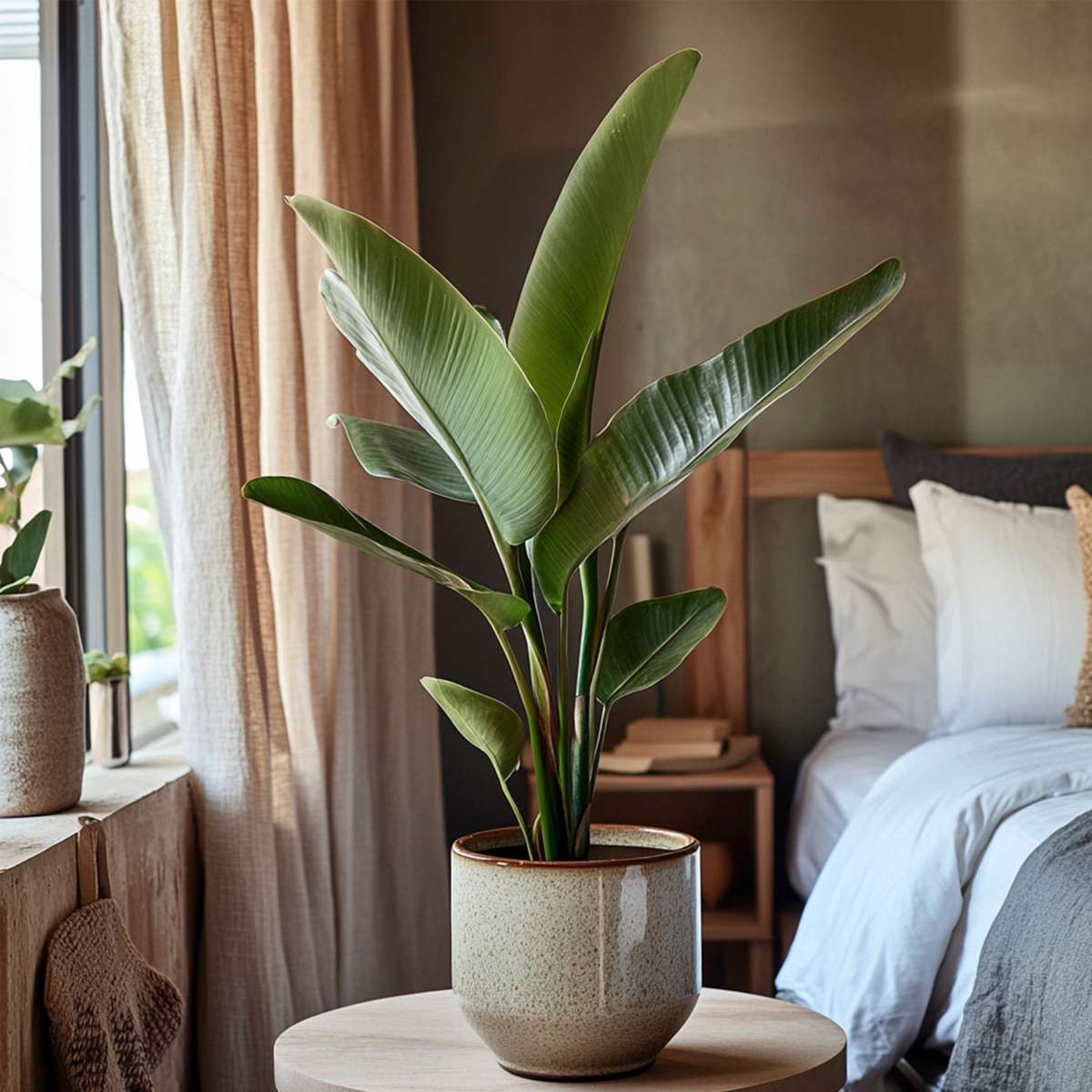 Strelitzia Reginea - Paradijsvogelbloem