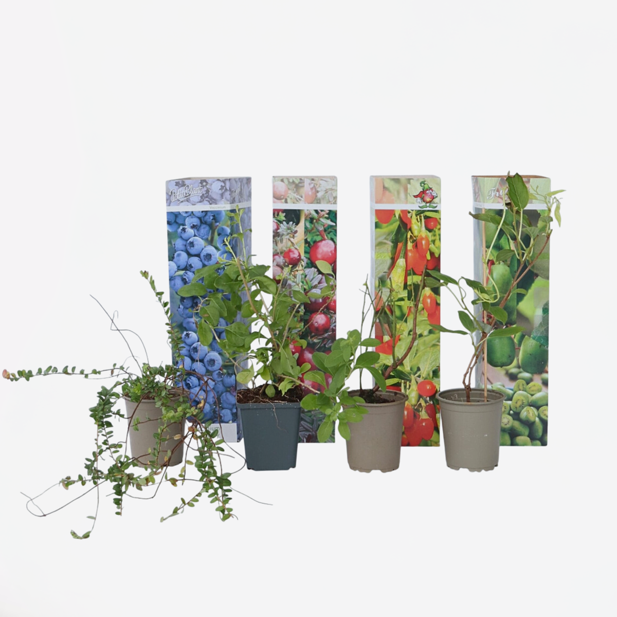 Smoothie Mix - Mix van 4 - Goji, Cranberry, bes, Kiwi