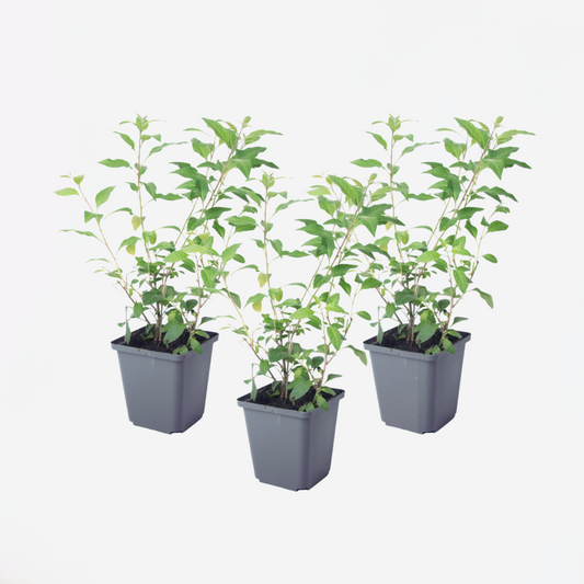 Solanum Rantonnetii 'Nachtschade' - 3 stuks