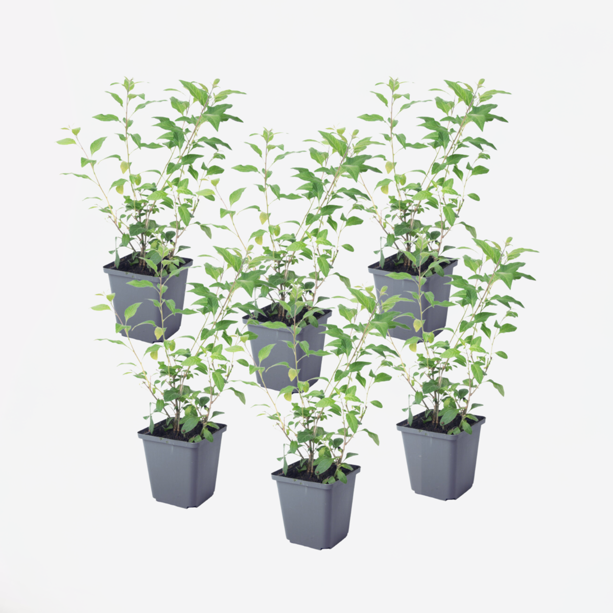 Solanum Rantonnetii 'Nachtschade' - 6 stuks