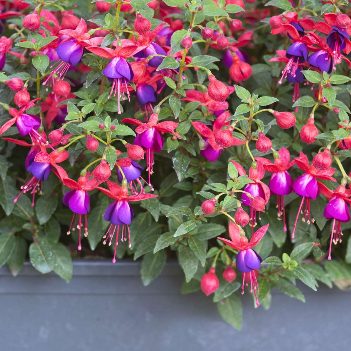 Fuchsia - Mix van 3 - Sarah, Lady Thumb, Ricartonnii