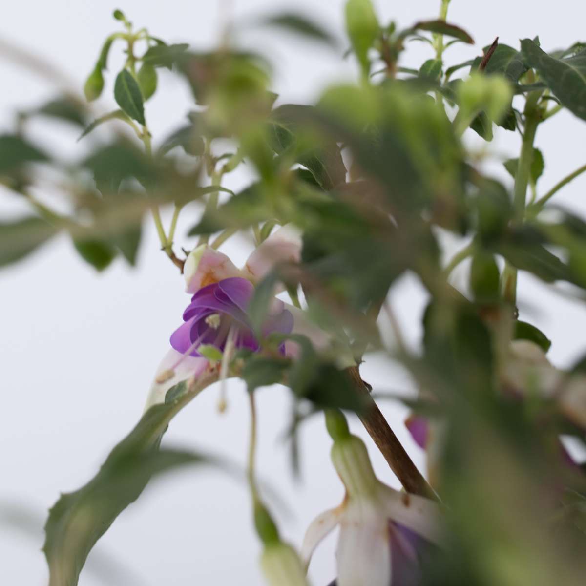 Fuchsia - Mix van 3 - Sarah, Lady Thumb, Ricartonnii