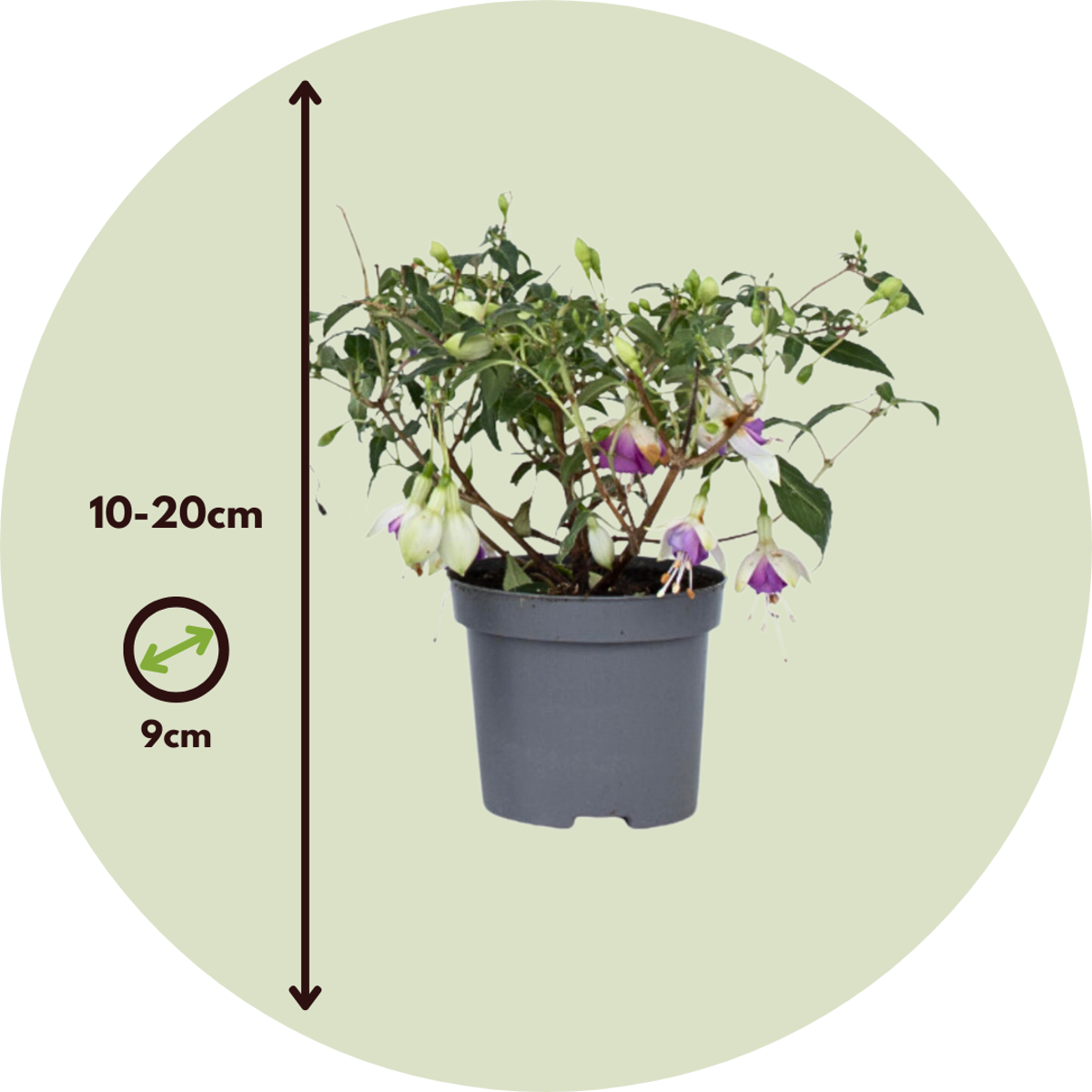 Fuchsia - Mix van 3 - Sarah, Lady Thumb, Ricartonnii