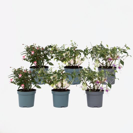 Fuchsia - Mix van 6 - Sarah, Lady Thumb, Ricartonnii