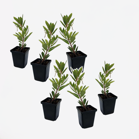 Arbutus Unedo - Set van 6 - Aardbeienboom