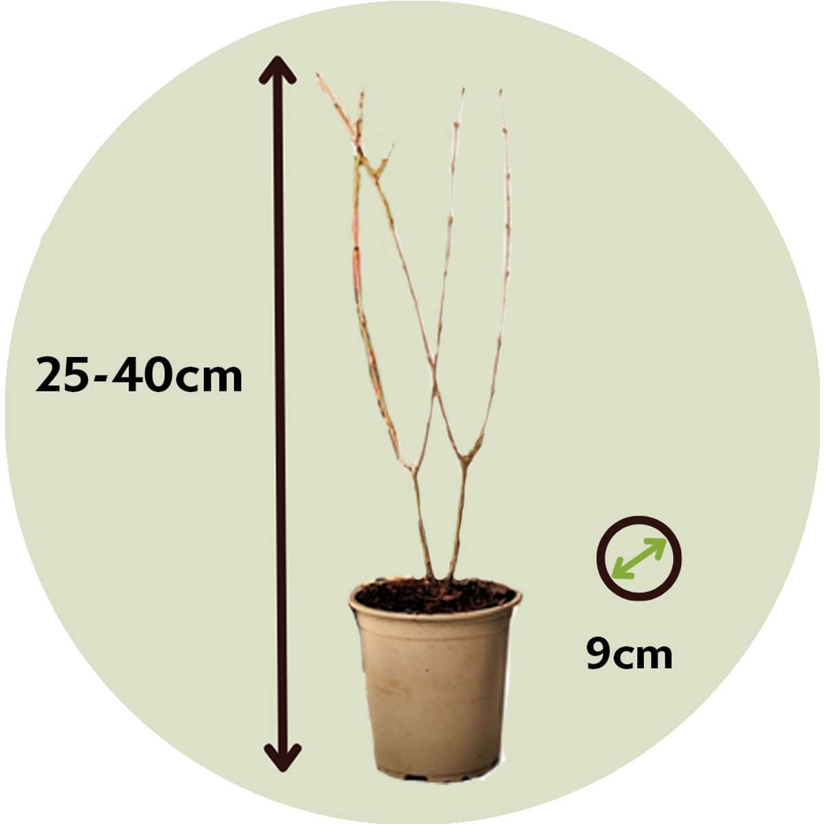 Punica Granatum - Set van 3 - Granaatappel