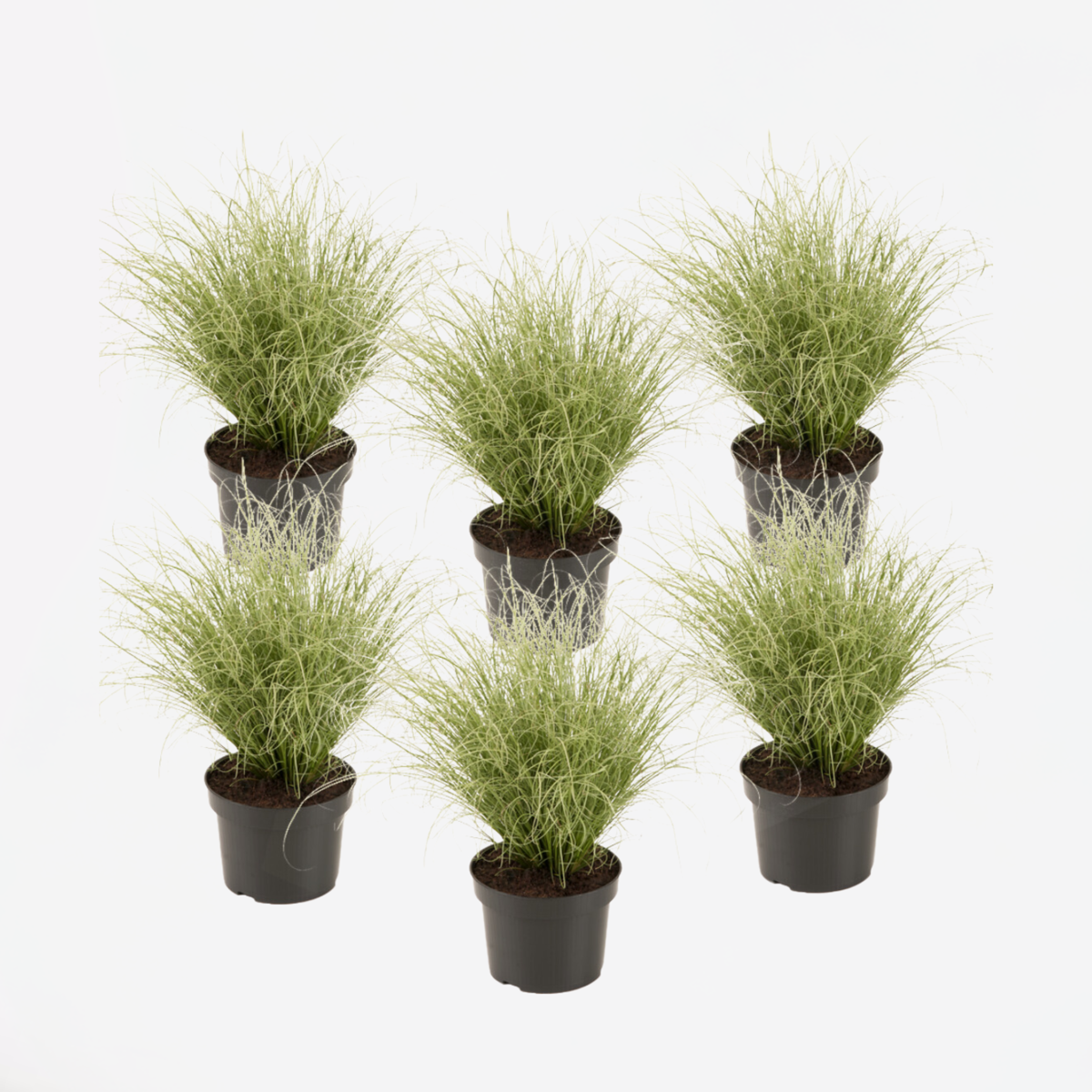 Carex 'Amazon Mist' - Set van 6 - Siergras