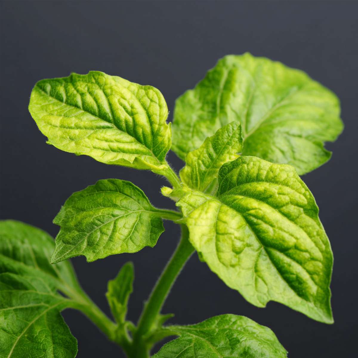 Solanum 'Pepino gold' - Meloenpeer - Set van 6